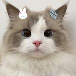 倩倩多听点
