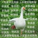 嘿嘿打大鹅