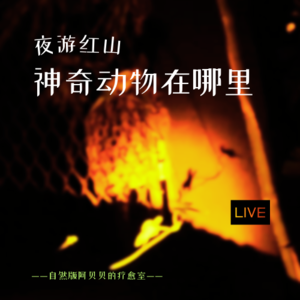 Vol.01 夜游红山，神奇动物在哪里？
