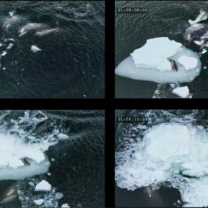 56-The orca whale hunting
