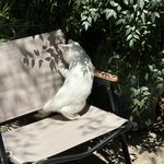 眠风兔