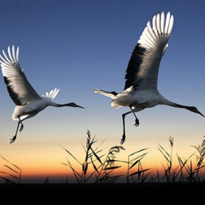 ORCL和Circle双飞:美股宏观周复盘20250615