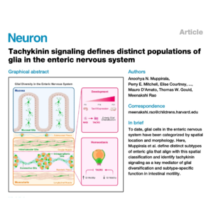 452-Distinct of glia in the enteric nervous system