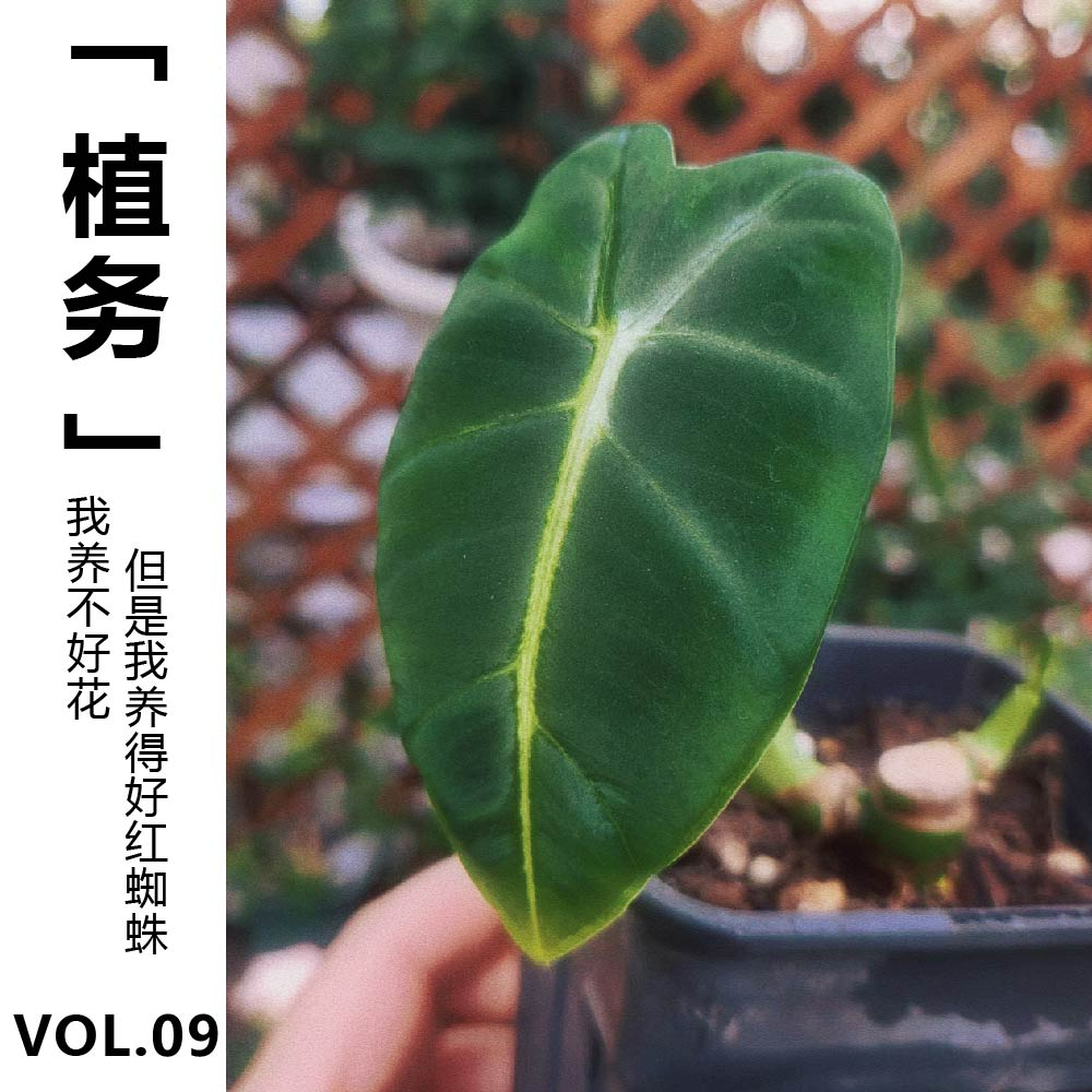 cover of episode Vol.09【植务】我养不好花但是我养得好红蜘蛛