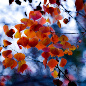 013消费降级土特产，黄芪枸杞新生活