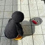 太阳花晒裂了