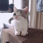 一只橙c美式