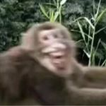 一只快乐的吗喽