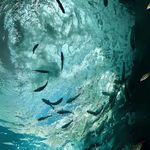 绿豆抹茶生牛乳