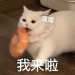 门口有猫