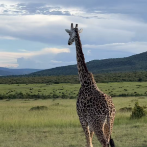 Vol.4 肯尼亚🇰🇪 | 去非洲看《动物世界》其实没那么难