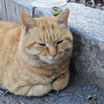 今天也很凡心233