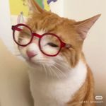 魔法妇女刘铁柱