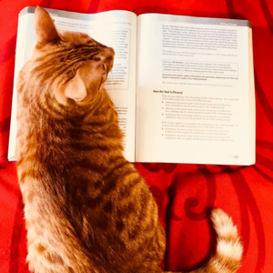 25.7.19雅思写作真题母语教师范文 | 投入过多资源到野生动物保护