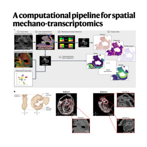 255-Spatial Mechano-Transcriptomics