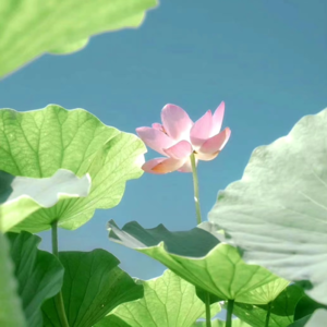 VOL193.不功利的都赢了：作诗但求好句，已落下乘。