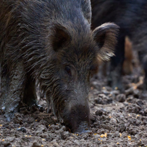 人猪鏖战紫金山，何以发生？