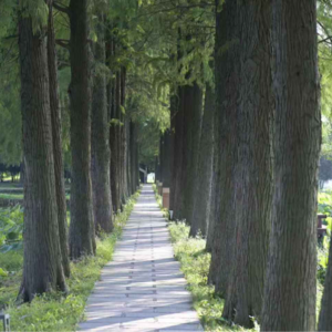 馄饨不露馅：63岁食堂阿姨的故事