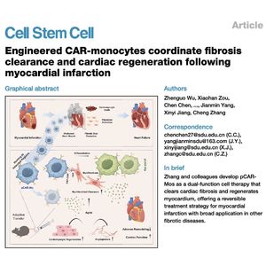 1051-CAR-Monocytes for Cardiac Fibrosis Clearance