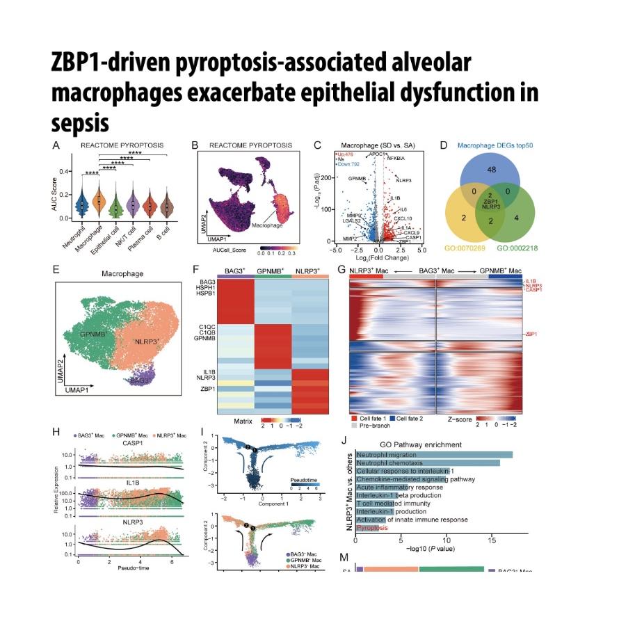 1417-ZBP1-Driven Macrophage Pyroptosis in Sepsis episode artwork