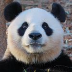 帕尼不叫帕尼尼