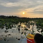 河自蔓蔓
