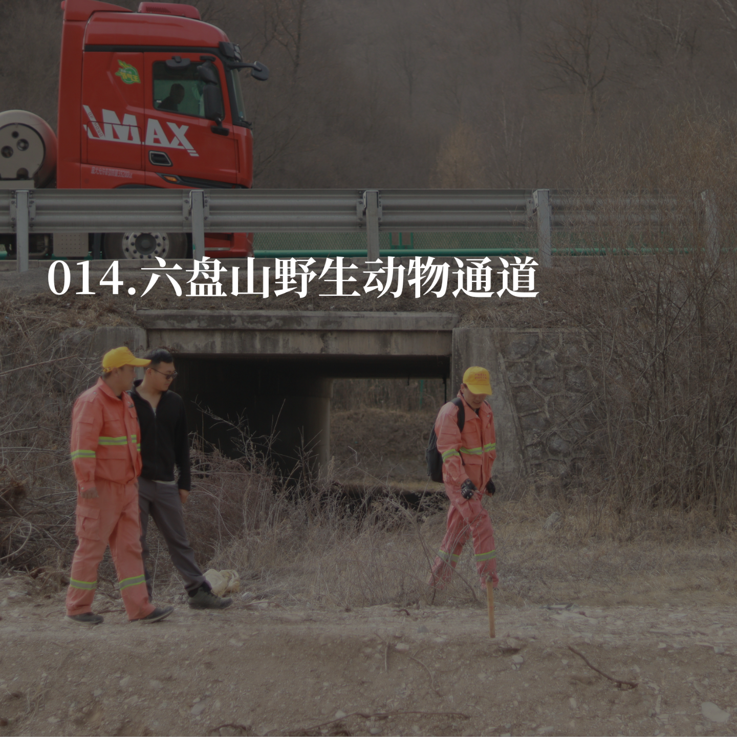 014.我们为什么要帮助野生豹子过马路？ episode artwork