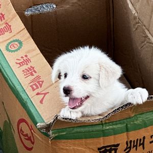 七份燕麦