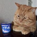 猫头少年