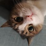 古娜拉睡觉之神