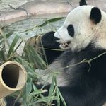 依托蕃茄酱酱酱