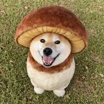 苏生游世