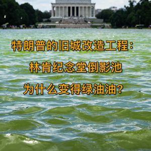 特朗普专心旧城改造：为什么林肯纪念堂倒影池变得绿油油？EP.41