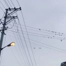 皮蛋瘦肉粥_8N6D