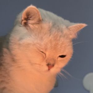 小想