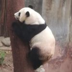 打瞌睡的熊猫