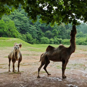 Vol.01 养自己：像开动物园一样开心工作