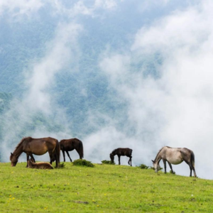 E16 那个离开互联网转行当兽医的女生来了！