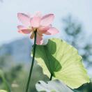 芷茜