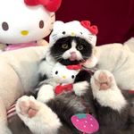 小王飞向自由王国中