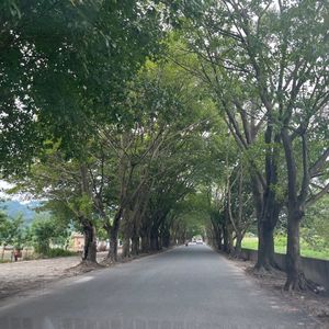 浅影阿《春涧》