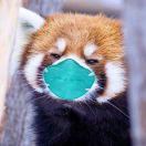 贼宝宝