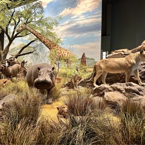 不怕下雨的大头