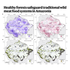 309-Amazonia's Wild Meat: Nutritional Lifeline and Decline