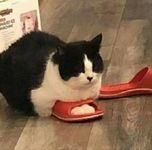 安琪的桥