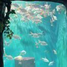 一颗想当指挥家的星际碎片