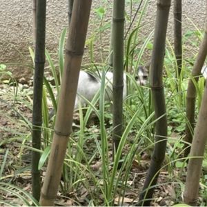 podcaster-avatar