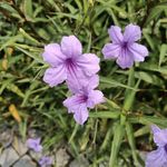 白菜要振作