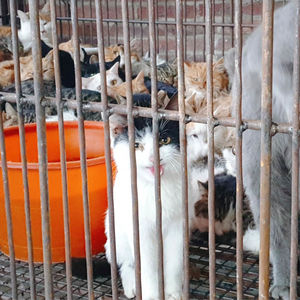 E765.爱猫失踪后，我只身一人揭开屠猫黑色产业链