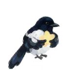 鸫歌